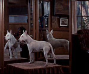 It’s a Dog’s Life (1955)